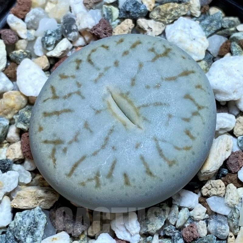 SH18626 Lithops pseudotruncatella ssp. volkii