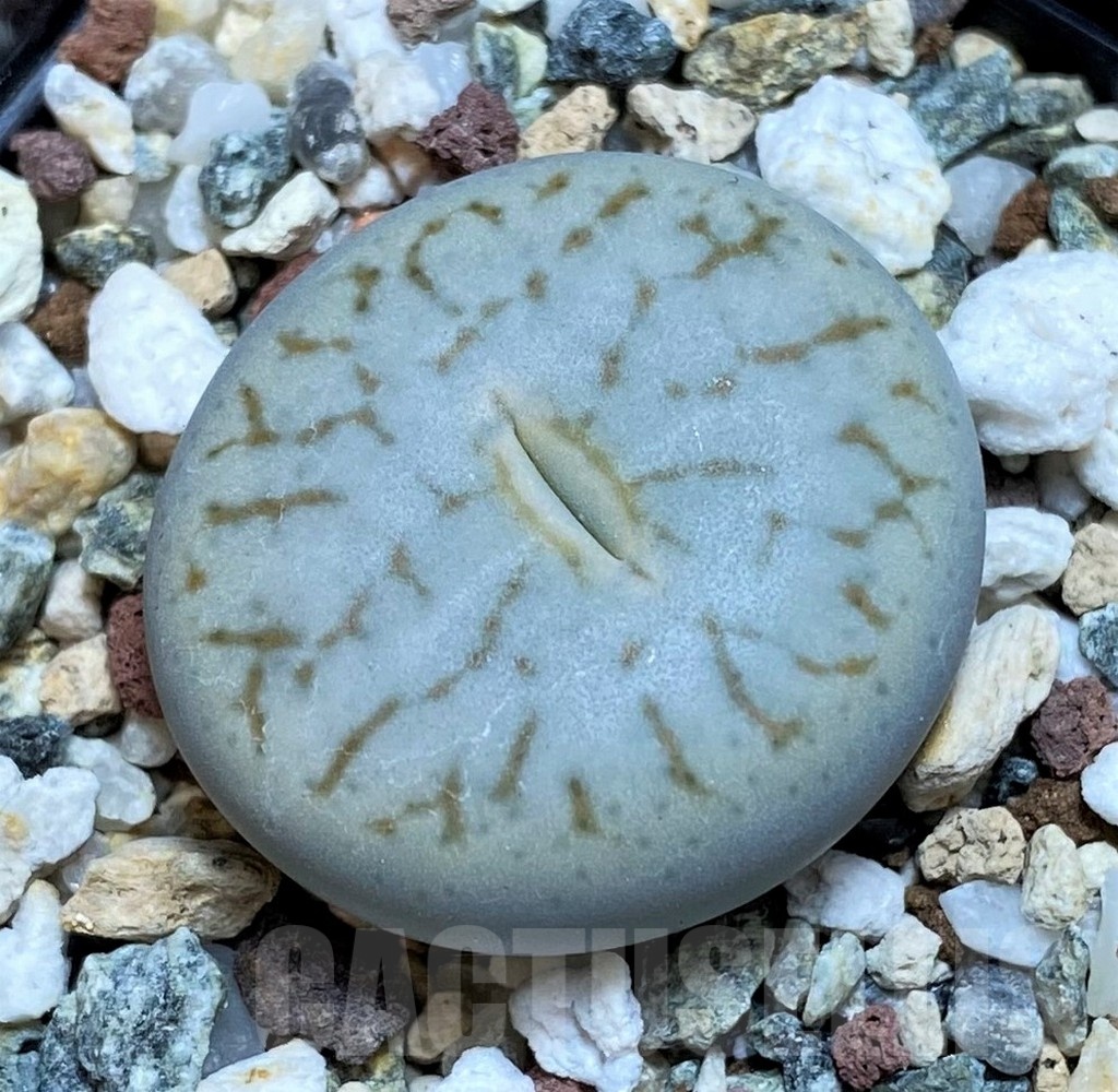 SH18626 Lithops pseudotruncatella ssp. volkii