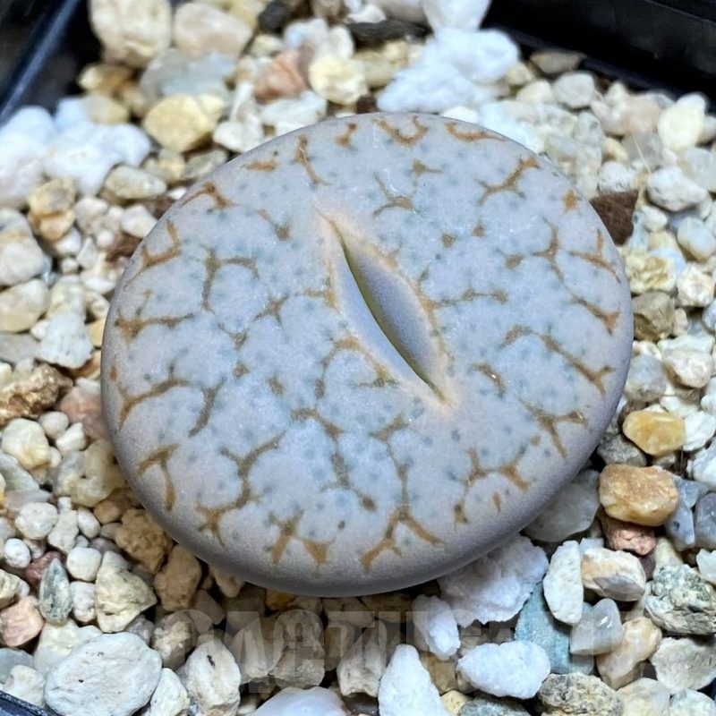 SH18627 Lithops pseudotruncatella ssp. volkii