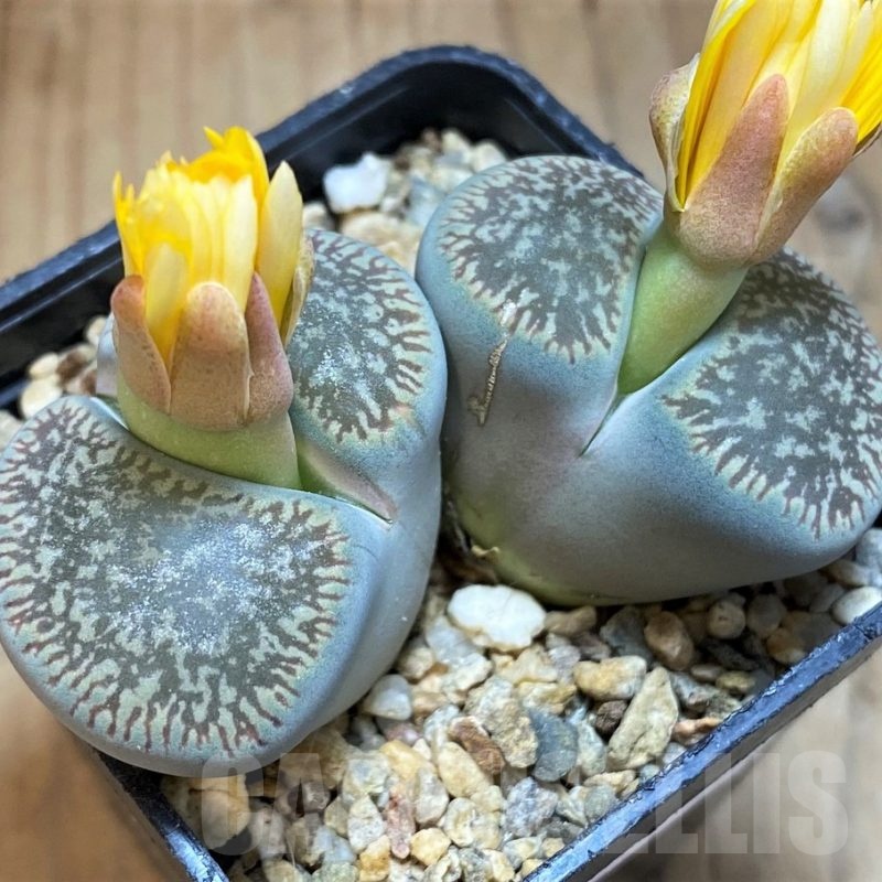 SH18628 Lithops aucampiae v. euniceae, 6 years old