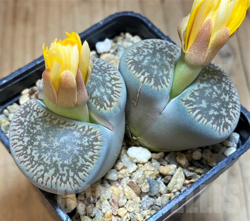 SH18628 Lithops aucampiae v. euniceae, 6 years old