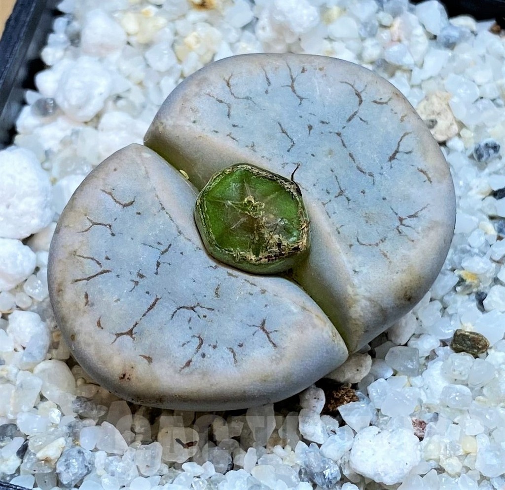 SH18629 Lithops gracilidelineata