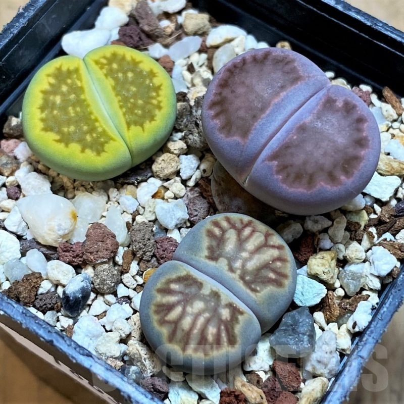 SH18631 Lithops mix