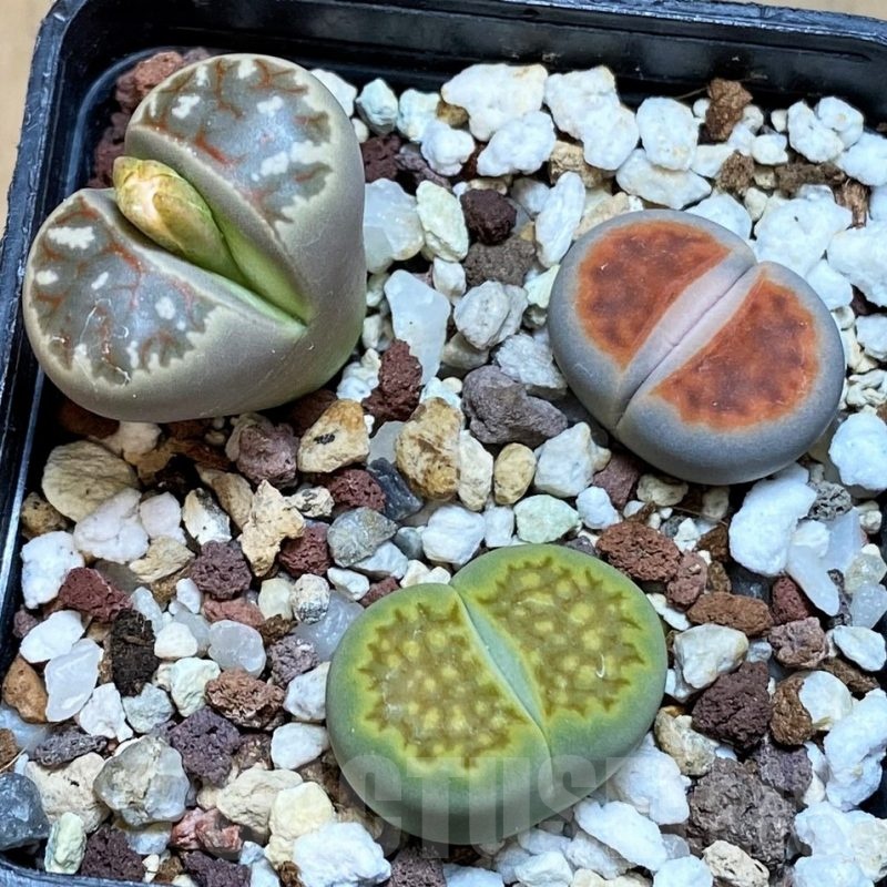 SH18632 Lithops mix