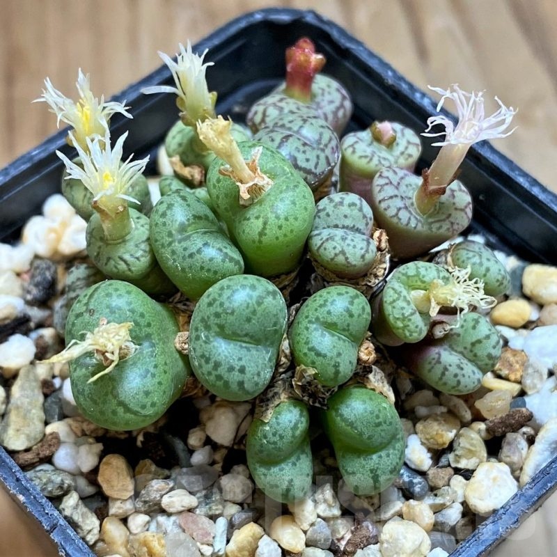 SH18570 Conophytum obcordellum mix, seedling