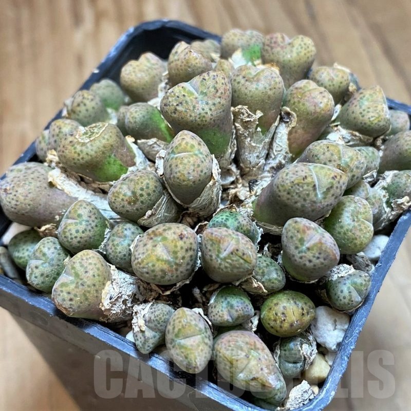 SH18571 Conophytum taylorianum