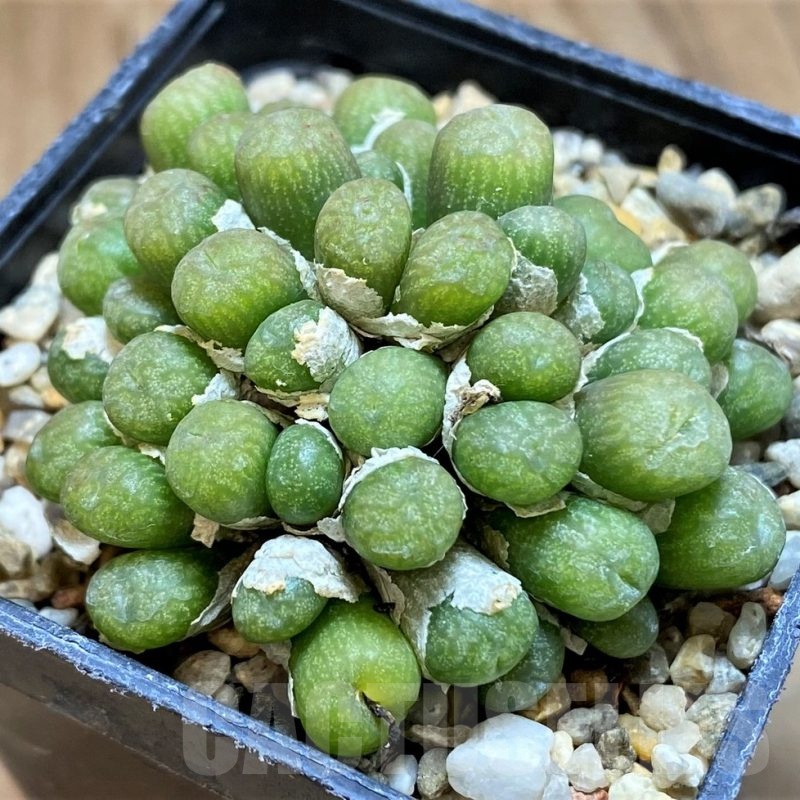 SH18572 Conophytum ectypum