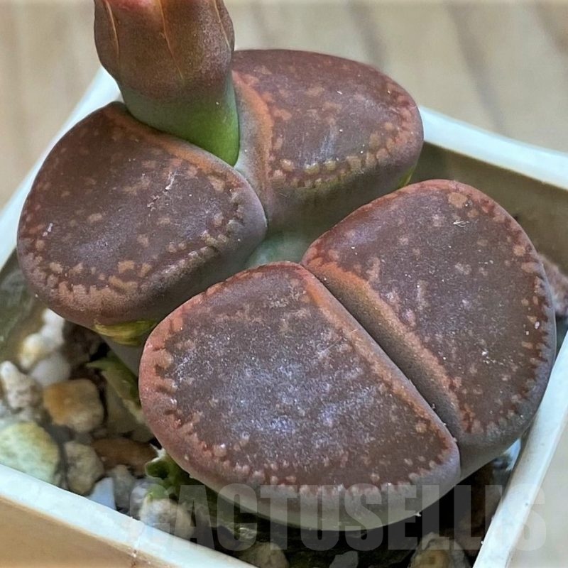 SH18573 Lithops aucampiae