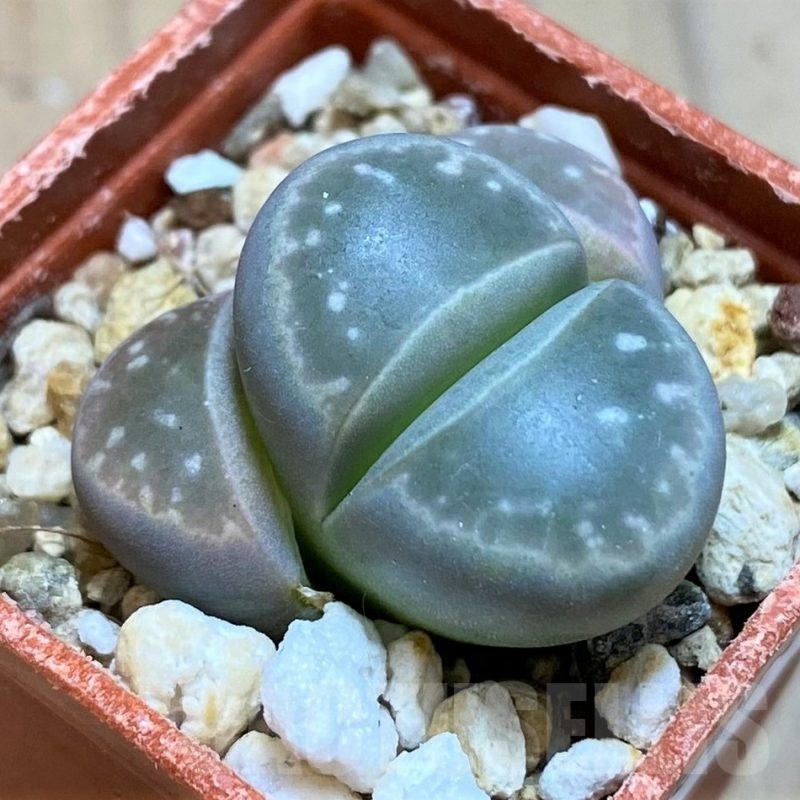 SH18576 Lithops olivacea