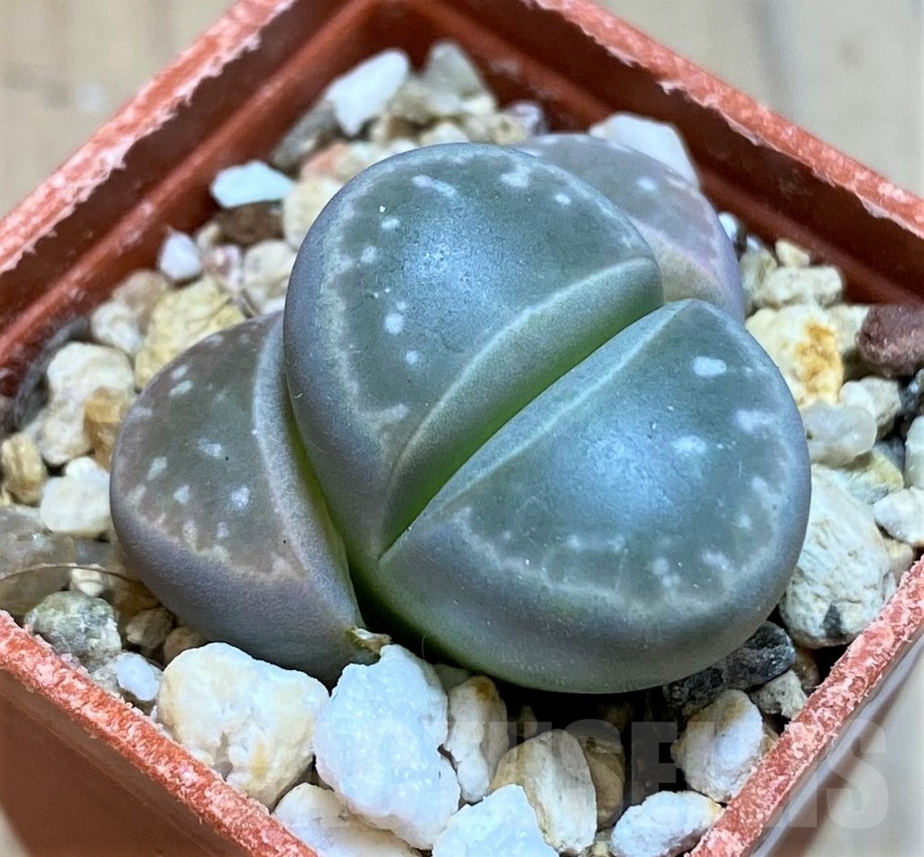 SH18576 Lithops olivacea