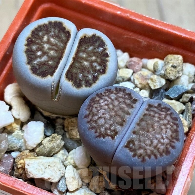 SH18579 Lithops julii ‘Kikushogiyoku’ hybrid x Lithops salicola 'Sato's Violet' hybrid