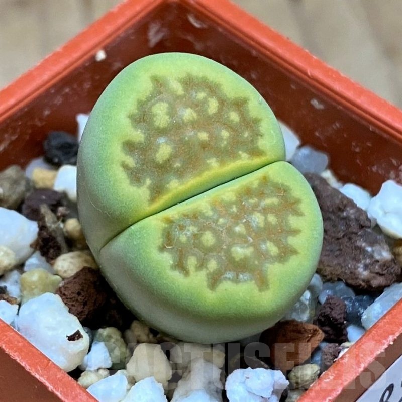 SH18580 Lithops hallii 'Green Soapstone'