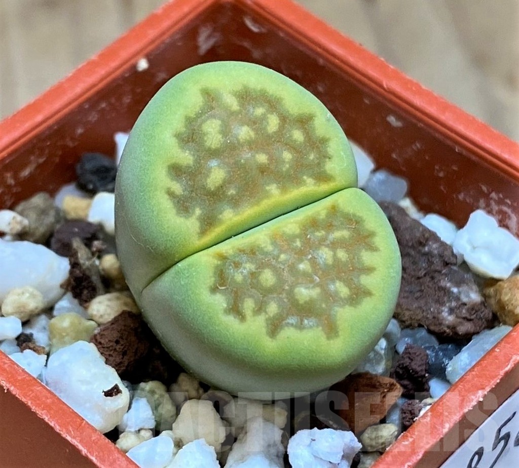 SH18580 Lithops hallii 'Green Soapstone'