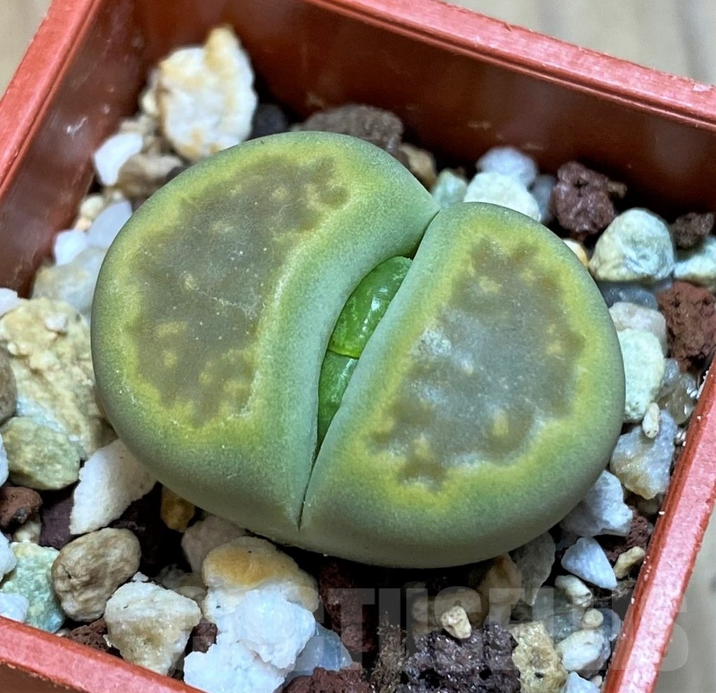 SH18581 Lithops hallii 'Green Soapstone'
