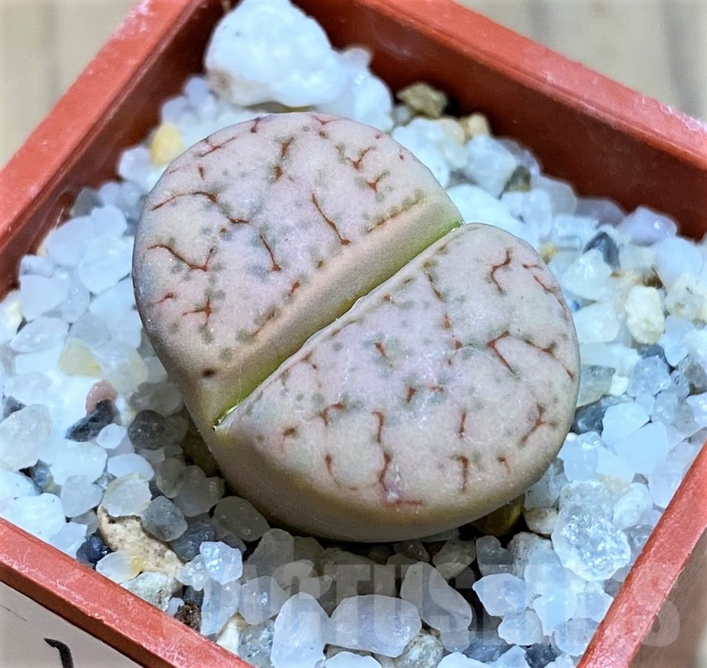 SH18583 Lithops 'Talisman'