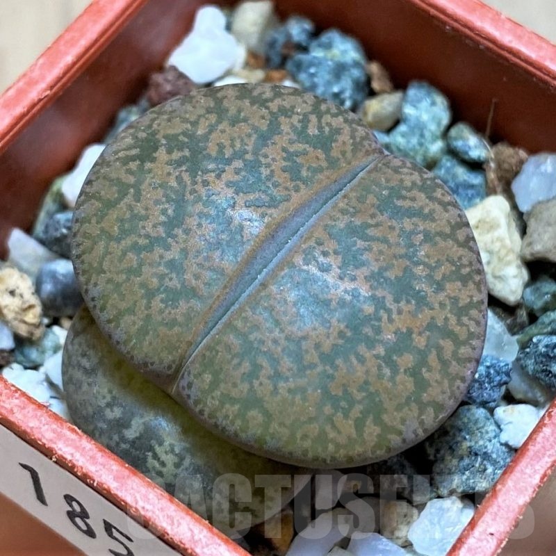 SH18584 Lithops lesliei v. rubrobrunnea