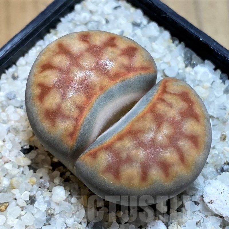 SH18585 Lithops karasmontana -Grunau-