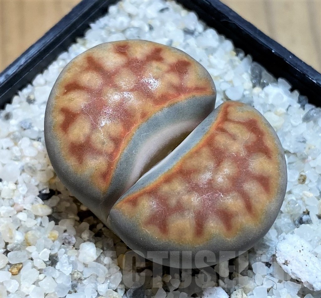SH18585 Lithops karasmontana -Grunau-