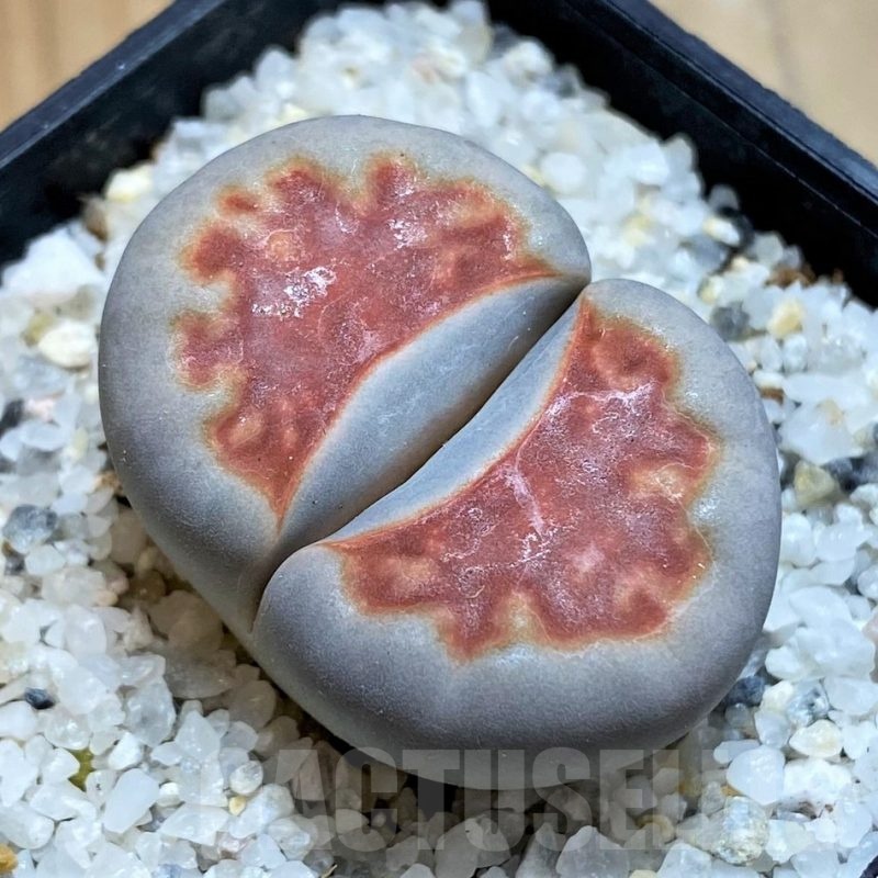SH18586 Lithops karasmontana 'Top Red'