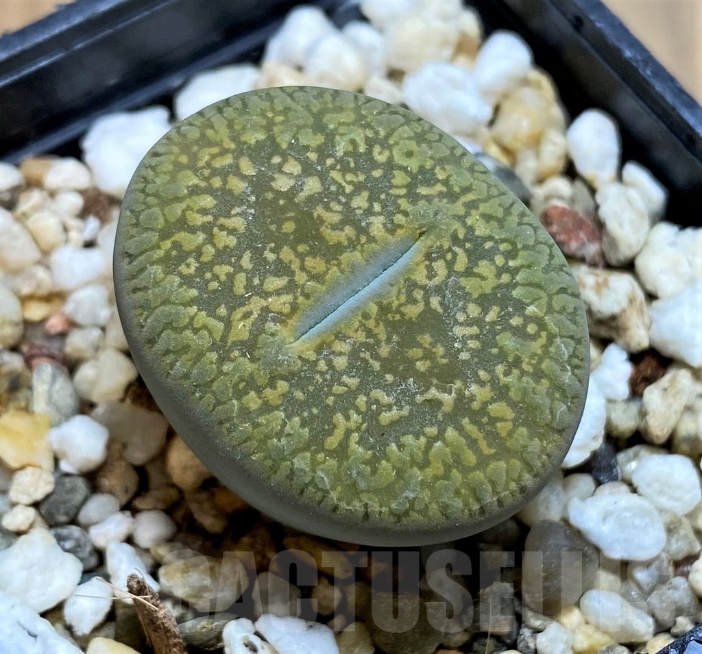 SH18587 Lithops aucampiae 'Betty's Beryl' x 'Jackson's Jade'