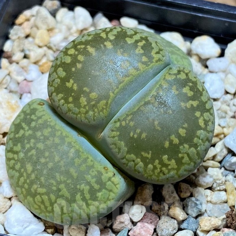 SH18588 Lithops aucampiae 'Jackson's Jade' C395