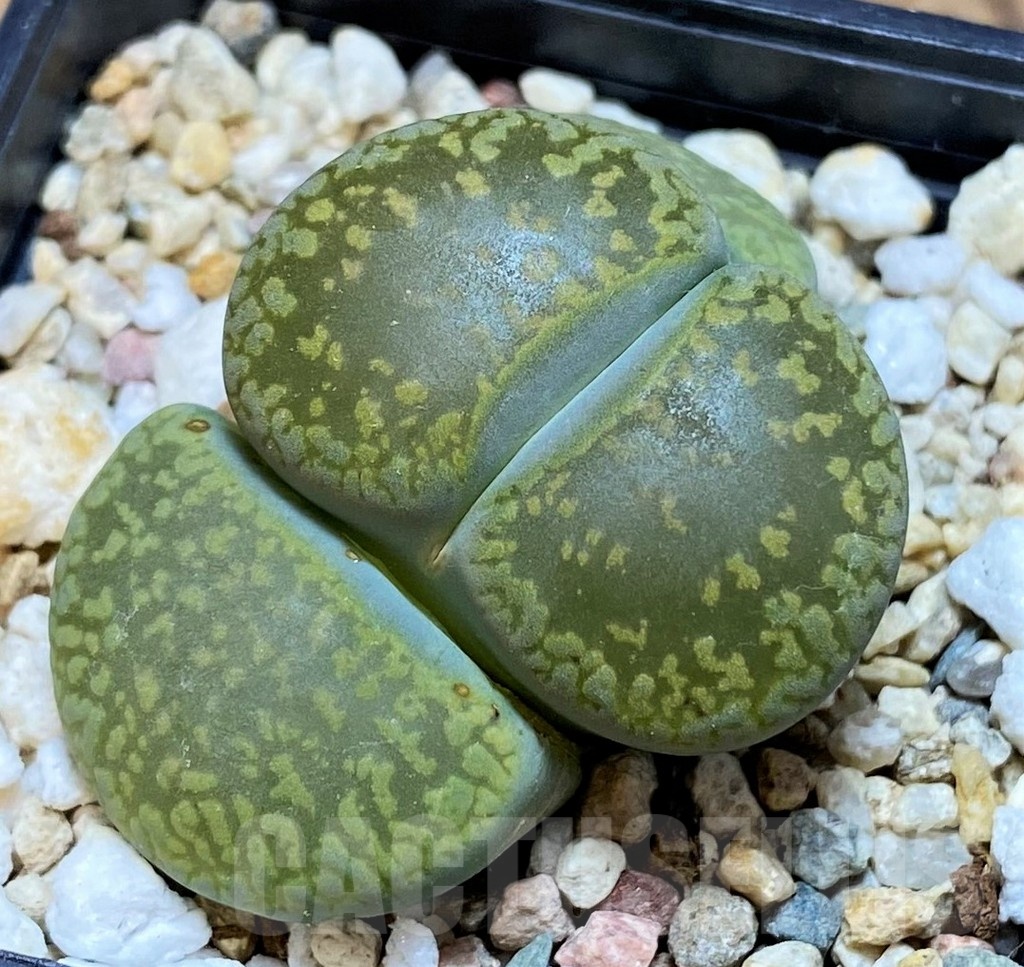 SH18588 Lithops aucampiae 'Jackson's Jade' C395