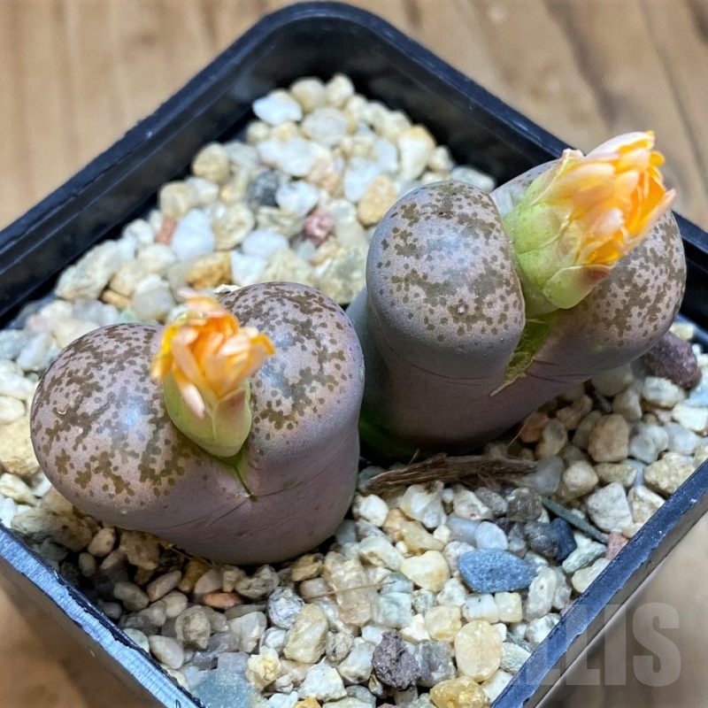 SH18589 Lithops coleorum