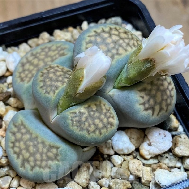 SH18590 Lithops hallii 'Green'