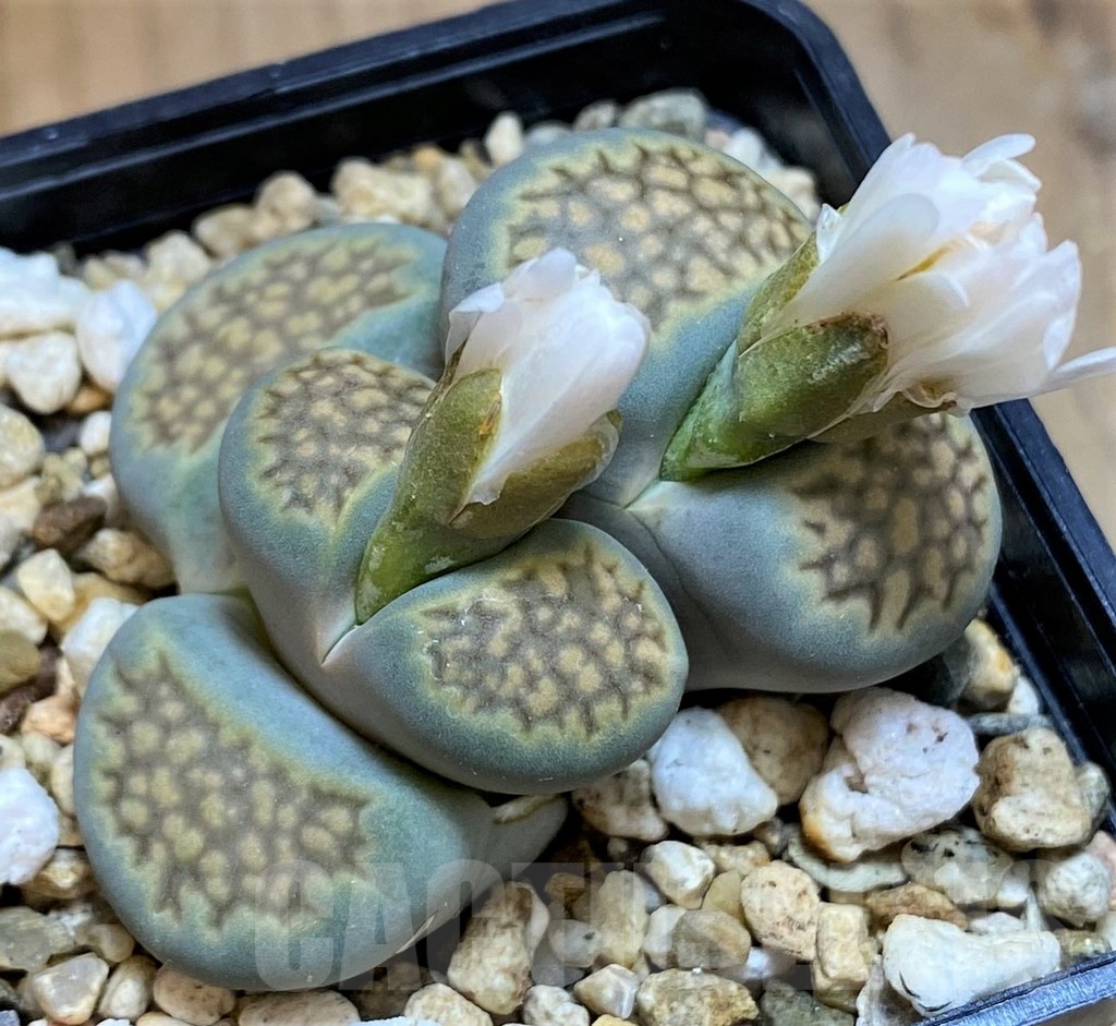 SH18590 Lithops hallii 'Green'