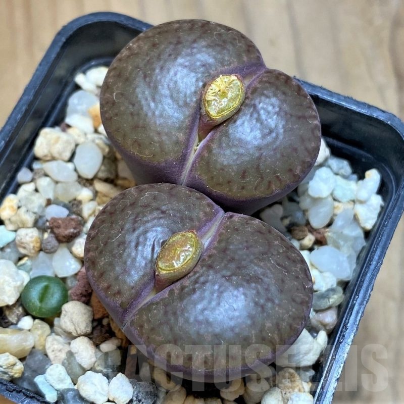 SH18591 Lithops bromfieldii v. glaudinae 'Embers' C393A