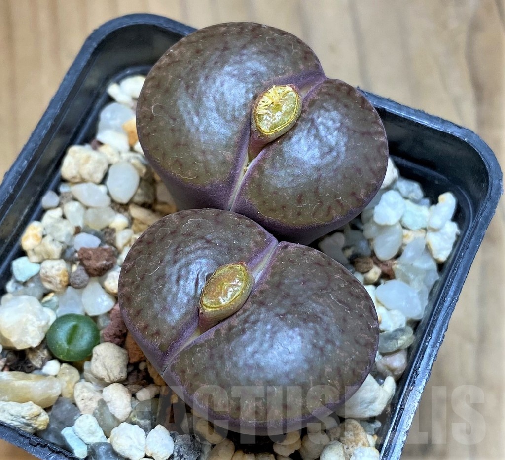 SH18591 Lithops bromfieldii v. glaudinae 'Embers' C393A