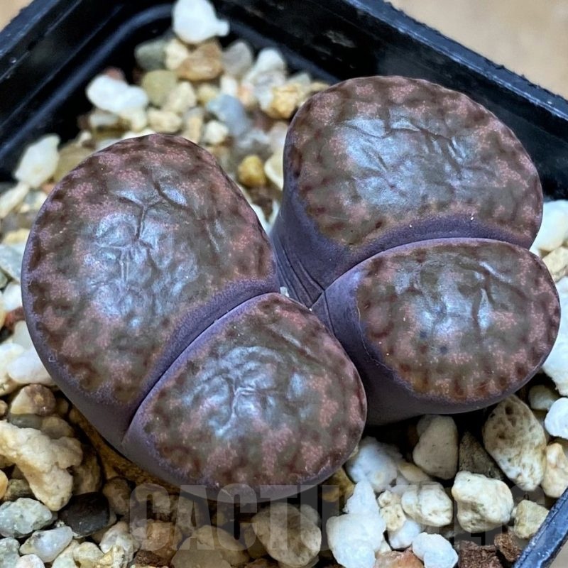 SH18592 Lithops bromfieldii v. glaudinae 'Embers' C393A