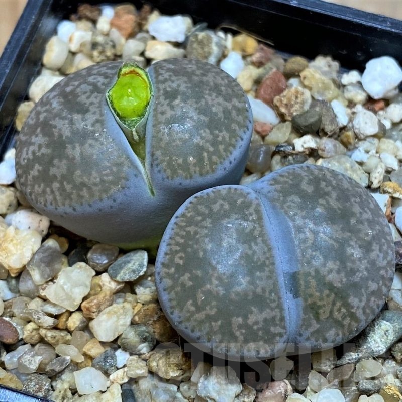 SH18593 Lithops lesliei f. grey C009, SH1740