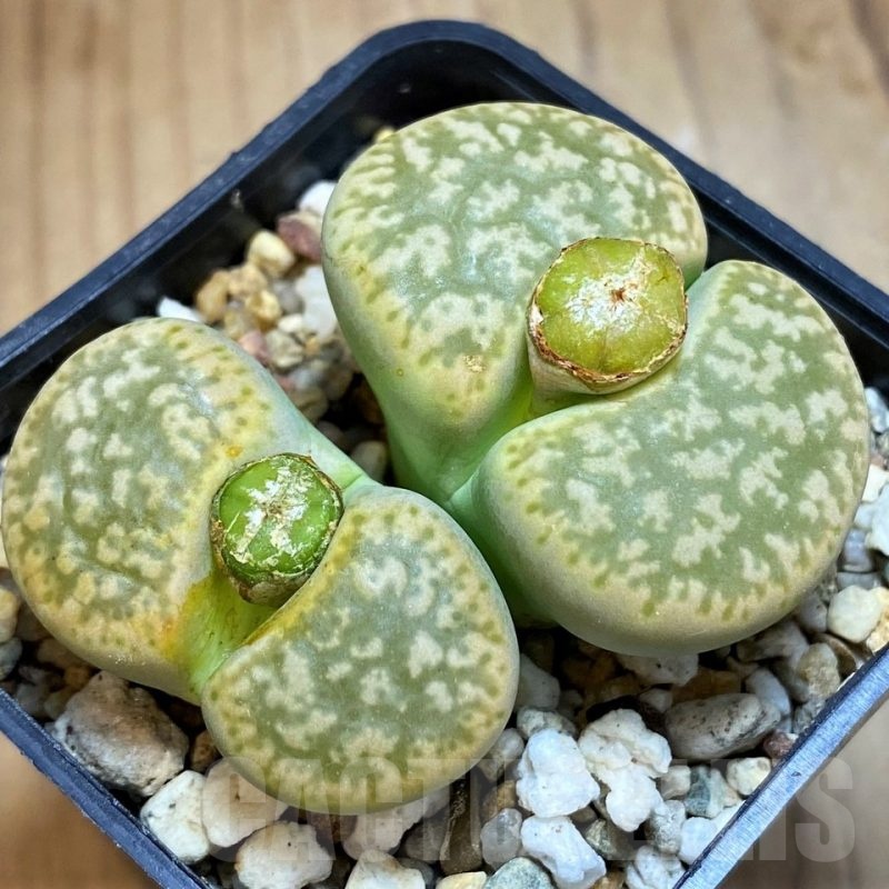 SH18594 Lithops gesinae