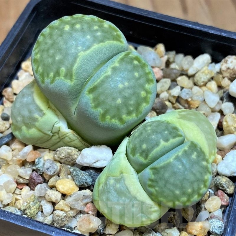 SH18595 Lithops salicola 'Malachite' C351A
