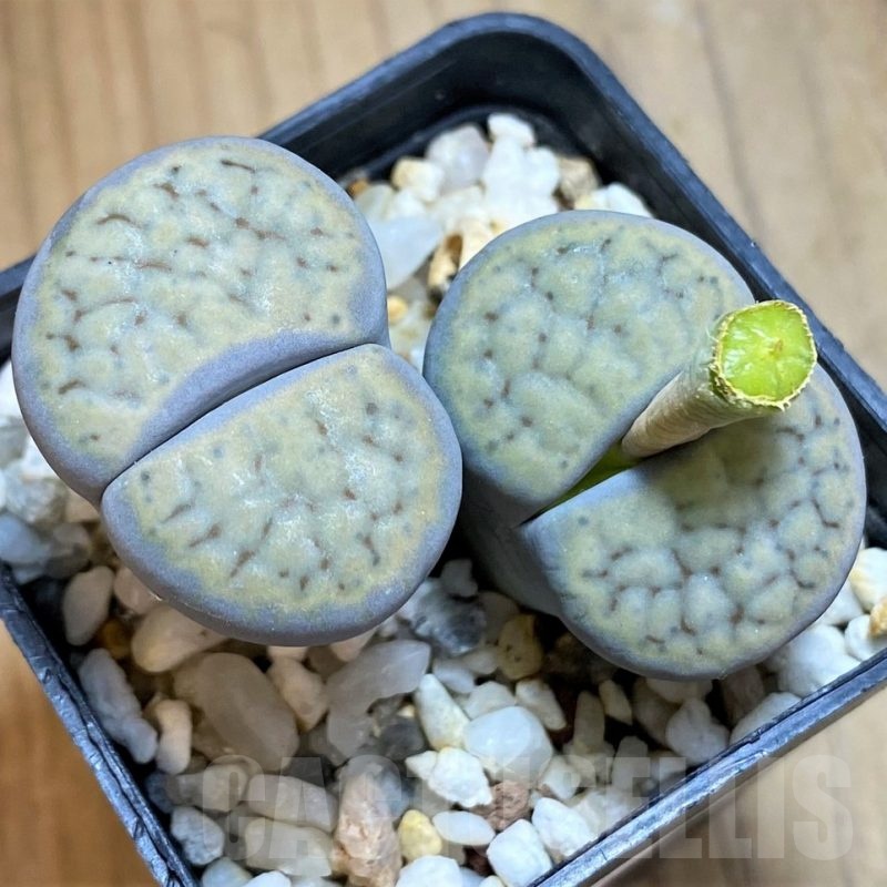 SH18597 Lithops schwantesii v. gebseri