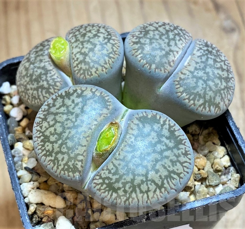 SH18598 Lithops aucampiae v. euniceae, 6 years old