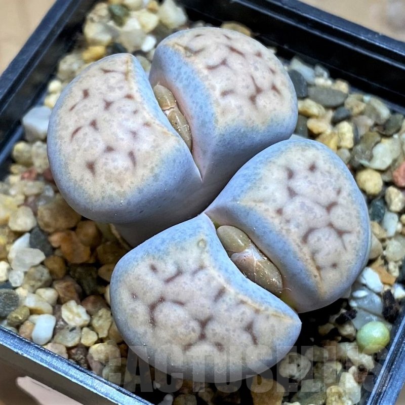 SH18599 Lithops karasmontana v. erniana