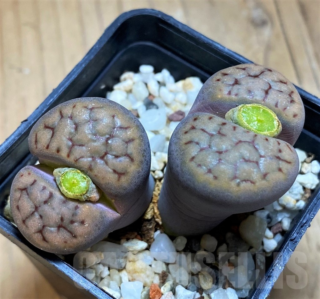 SH18600 Lithops schwantesii