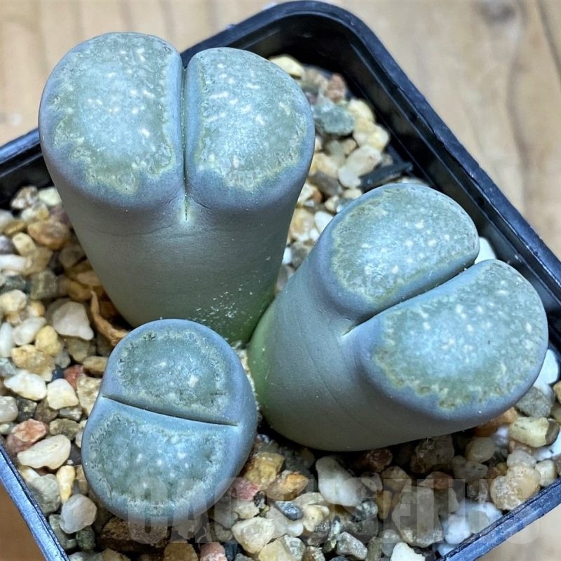 SH18602 Lithops salicola C086 -Maculate Form-