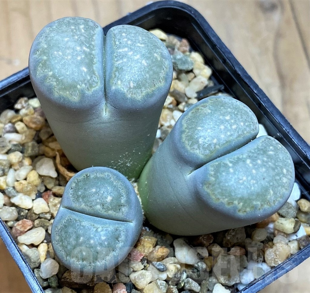 SH18602 Lithops salicola C086 -Maculate Form-
