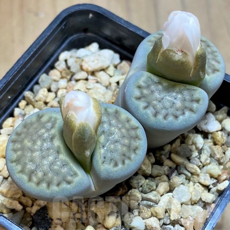 SH18605 Lithops hallii 'Green'