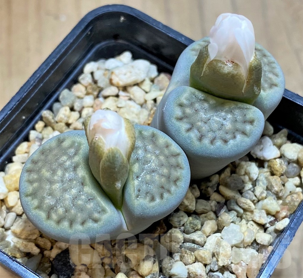 SH18605 Lithops hallii 'Green'