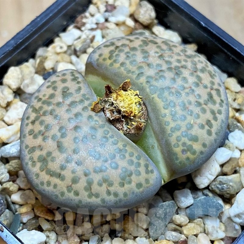 SH18606 Lithops fulviceps
