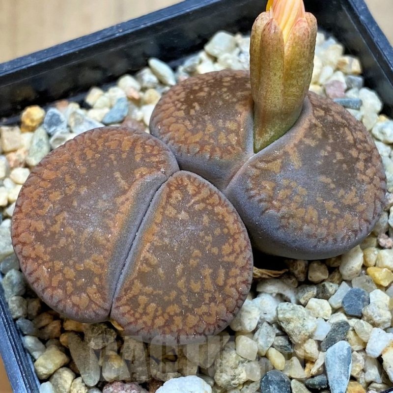SH18607 Lithops aucampiae