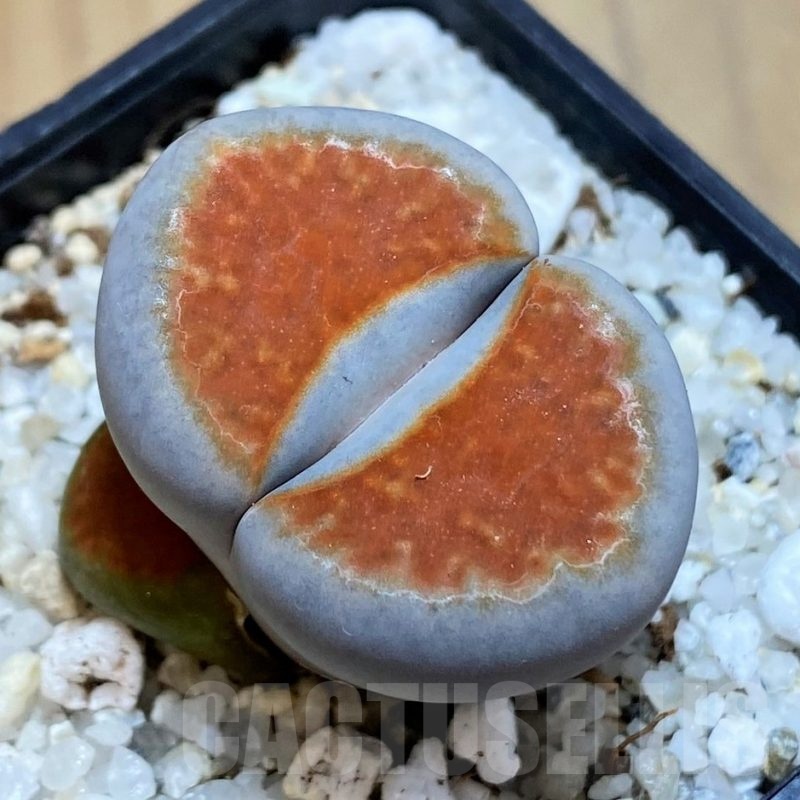 SH18608 Lithops karasmontana 'Top Red'