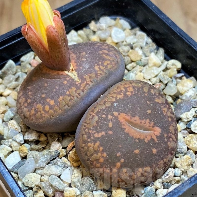 SH18609 Lithops aucampiae