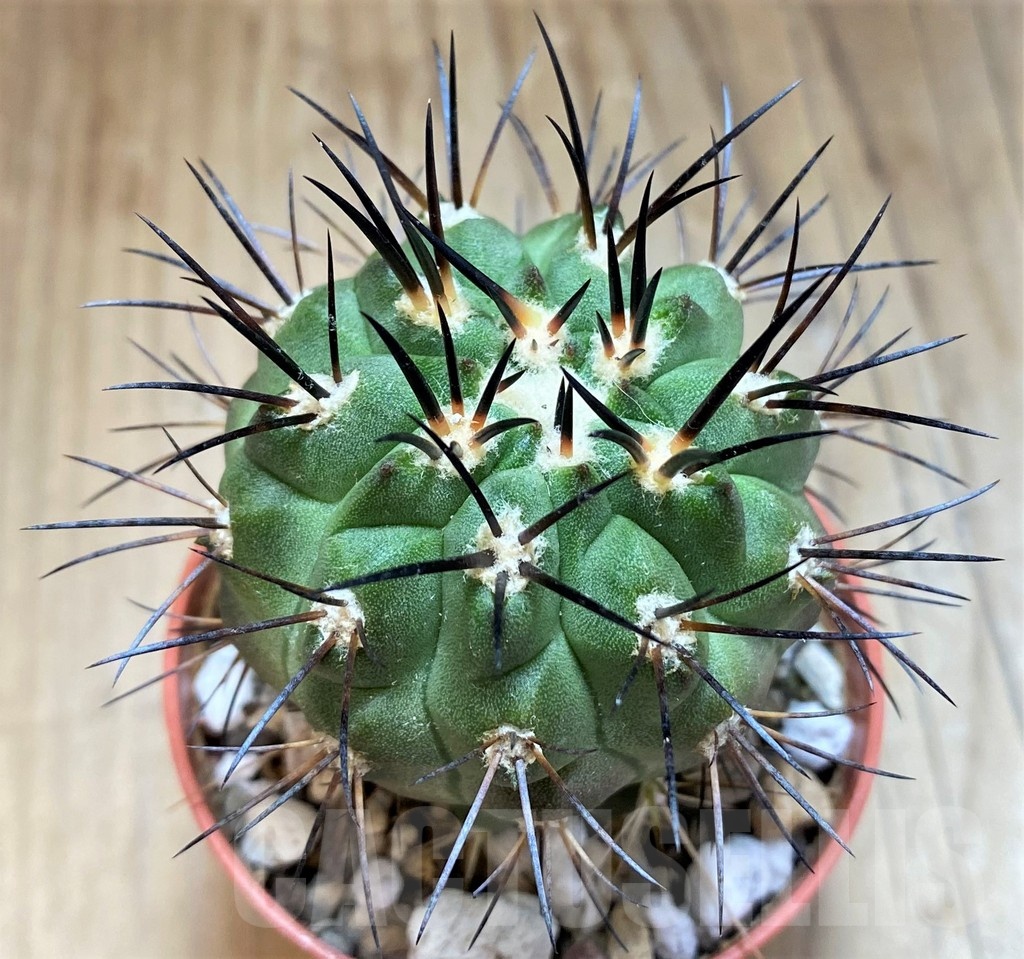 SH18636 Copiapoa dealbata GCG15274, grafted