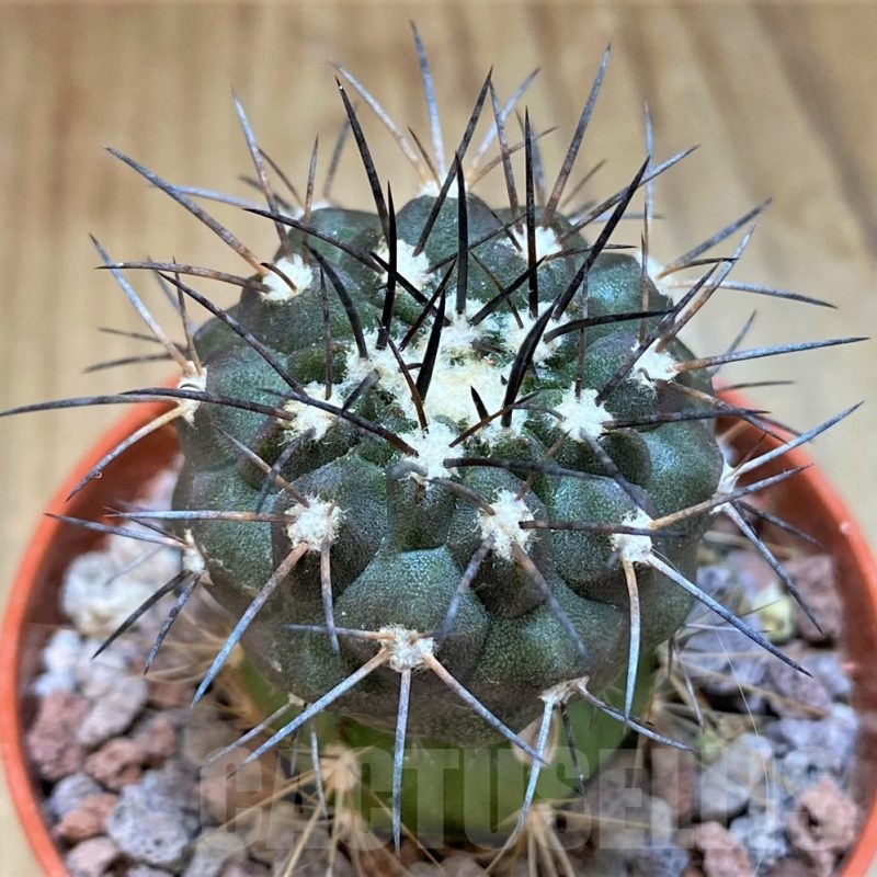 SH18671 Copiapoa dealbata v. carrizalensis GCG15021, grafted