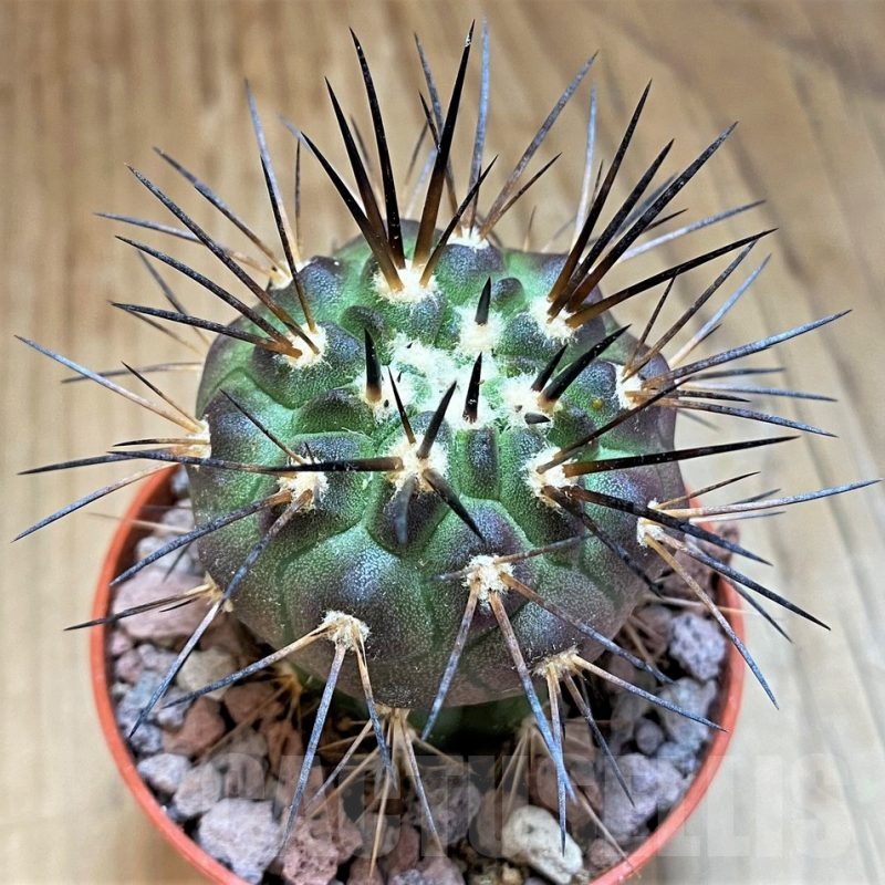 SH18672 Copiapoa dealbata v. carrizalensis GCG15021, grafted